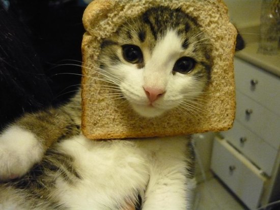 Cat in Bread