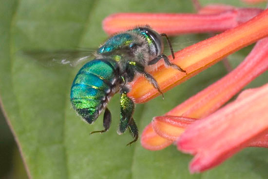 Male Orchid Bee