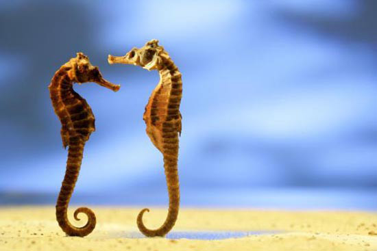 Seahorses