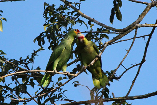 White fronted parot