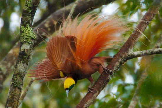 bird-of-paradise