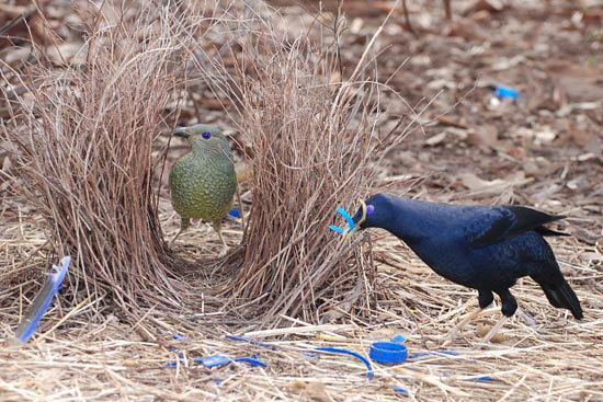 bowerbird