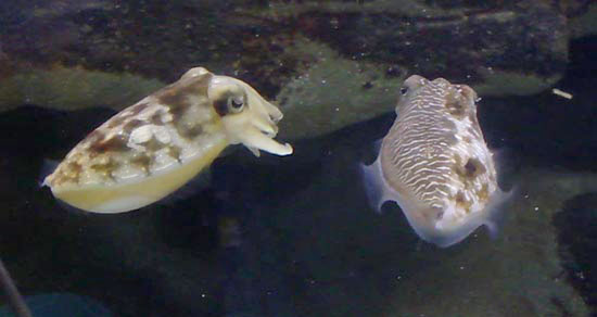 cuttlefish