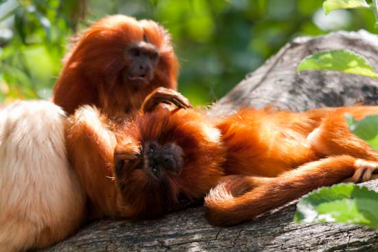 gold lion tamarin