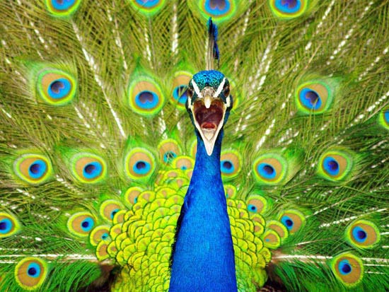 peacock